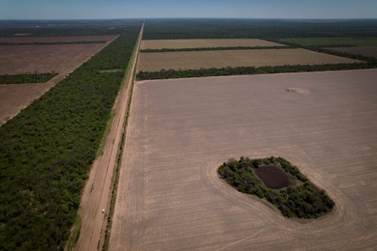 Chaco | Ordenan suspender desmontes por 90 días ante riesgo de daños irreversibles al ecosistema