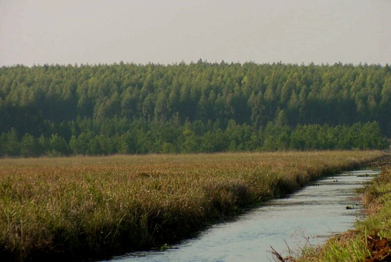 Reflexiones críticas sobre la biodiversidad como indicador ambiental en sistemas forestales
