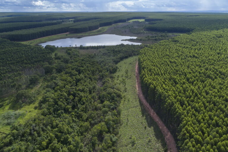 Entre Arauco y CMPC invierten casi US$ 10.000 millones en megaproyectos en Brasil: ¿Por qué el gigante sudamericano es el destino preferido para las forestales chilenas?