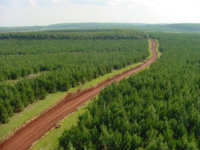 Forestal Bosques del Plata celebra 31 años de compromiso con la sostenibilidad y la comunidad en Argentina
