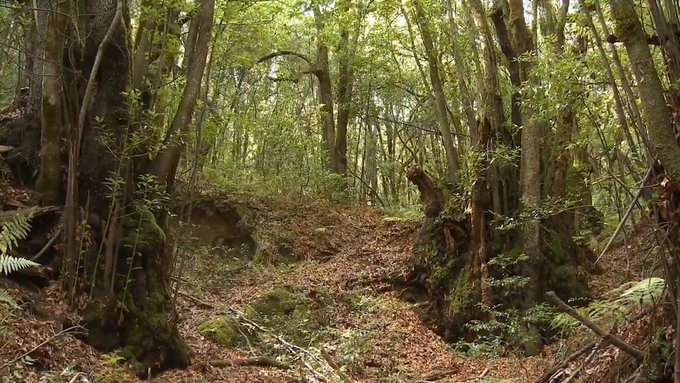 España requerirá más de 5 mil profesionales de Ingeniería Forestal y de Montes para enfrentar el impacto del cambio climático y la gestión sostenible de bosques
