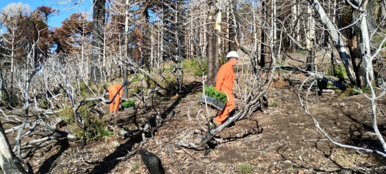 Restauración post-incendio en Neuquén: CORFONE lidera un modelo de responsabilidad ambiental empresaria