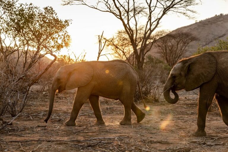 Por la extrema sequía, en Namibia sacrificarán elefantes, cebras e hipopótamos, y distribuirán la carne entre la población para enfrentar el hambre