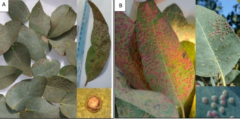 Plagas forestales | Estudio indentifica daños de las avispas agalladoras de las hojas de los eucaliptos y sus parasitoides asociados