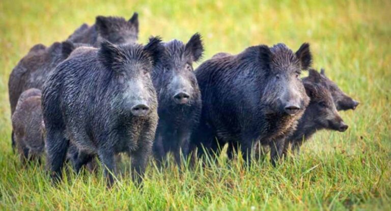 Entre Ríos | Por invasión de jabalíes y ciervos piden declarar plaga a estas especies por daños ambientales y económicos