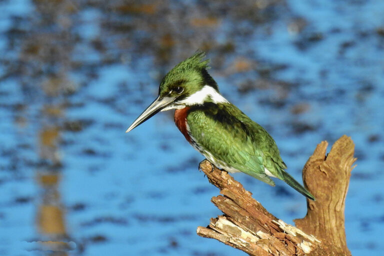 Big Day | Vuelve el Festival de Aves y Conservación del Sur de Misiones
