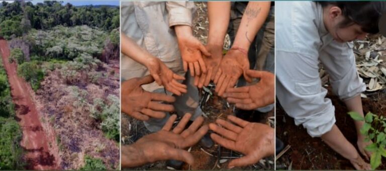 Agenda virtual | Expertos internacionales y regionales disertarán en jornada sobre Restauración de Bosques Nativos en Misiones