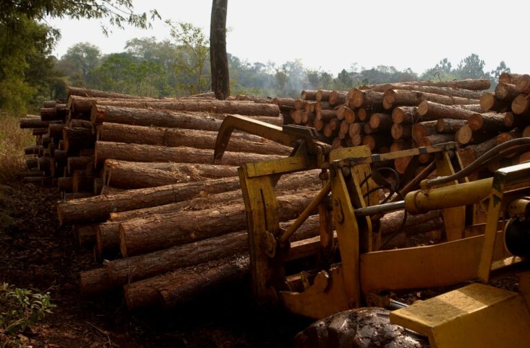 InFoPro Misiones | Precios vigentes de agosto de la materia prima forestal: la tonelada de raleo subió a $33.570 y el chip pulpable $36.927