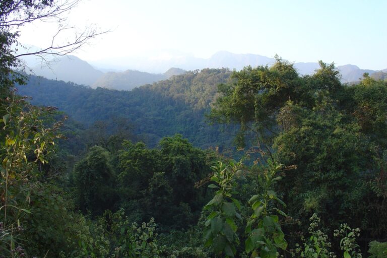 COFEMA rechazó el decreto de Milei que elimina el fideicomiso de bosques nativos