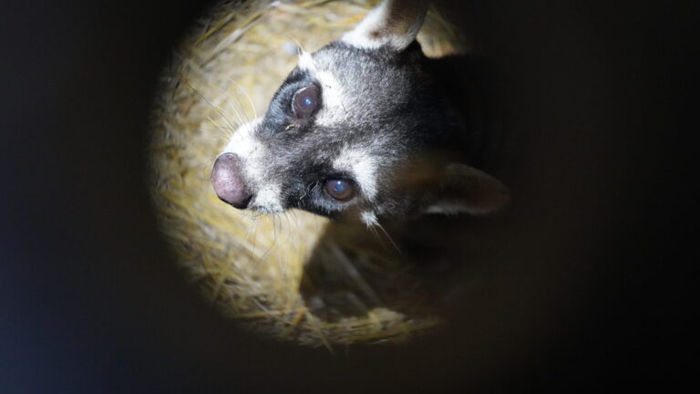 #NoSoyMascota: lanzaron una campaña internacional que expone el impacto del tráfico ilegal de fauna silvestre en Argentina