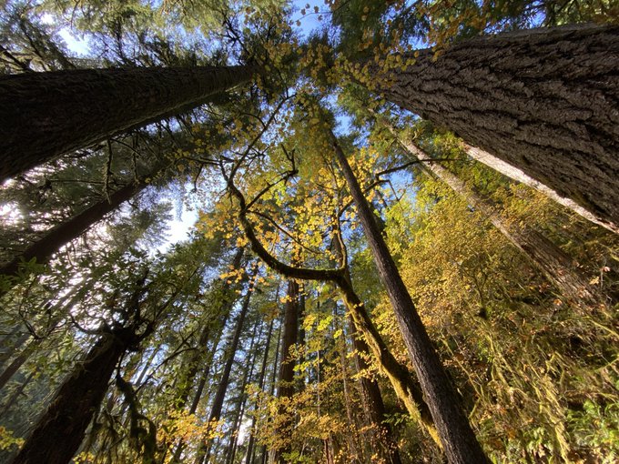 EE. UU.: El Servicio Forestal propone un cambio en la gestión que aumentaría la tala en bosques nacionales hasta en un 200% para 2026