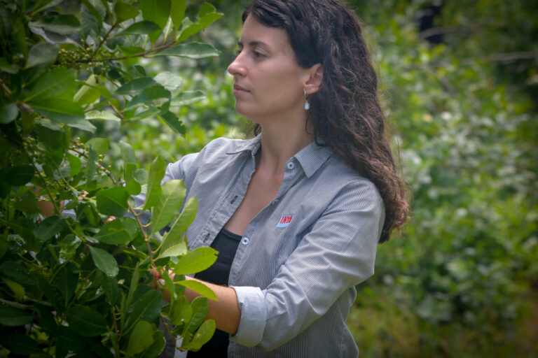 INTA Misiones | Desarrollan nuevas variedades de yerba mate con mayor rendimiento y adaptación