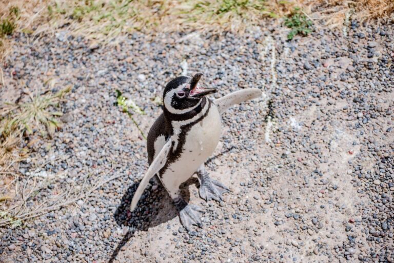 Justicia ambiental en Argentina: en un inédito veredicto condenaron al responsable de la causa muerte de pingüinos en la reserva natural Punta Tombo