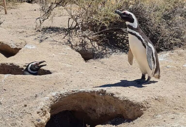 Chubut | Juicio por daño ambiental en la reserva de pingüinos de Punta Tombo avanzó con el alegato de la fiscalía y la defensa del acusado: el jueves se conocerá el veredicto 
