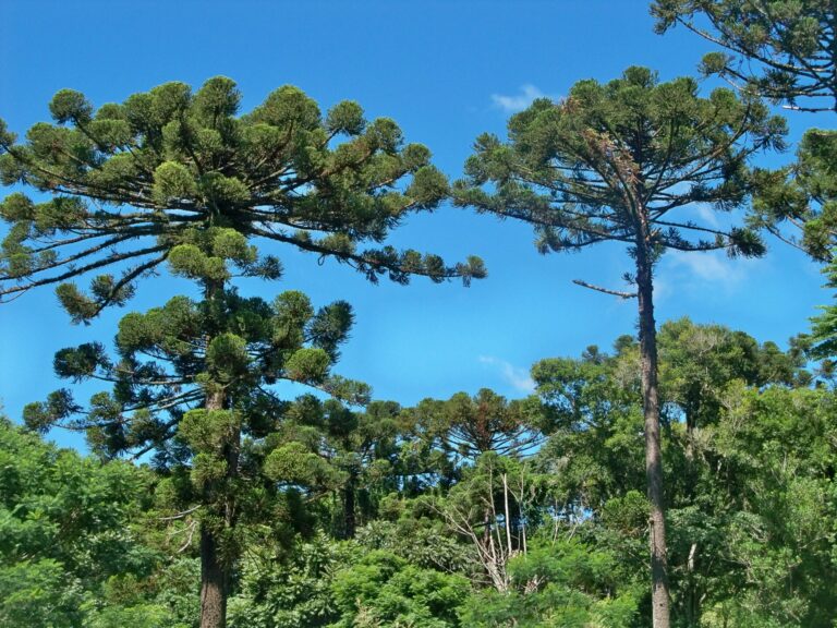 Misiones | El año cierra con gran preocupación del sector forestal y del ámbito de la investigación ante la posible venta del Campo Anexo Manuel Belgrano del INTA