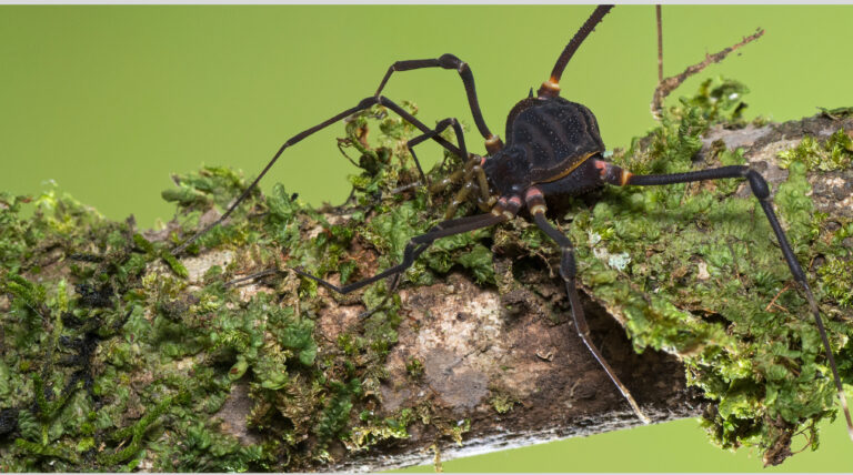 Misiones es la primera provincia del país en contar con un inventario de biodiversidad, registrando 21.941 especies en su territorio