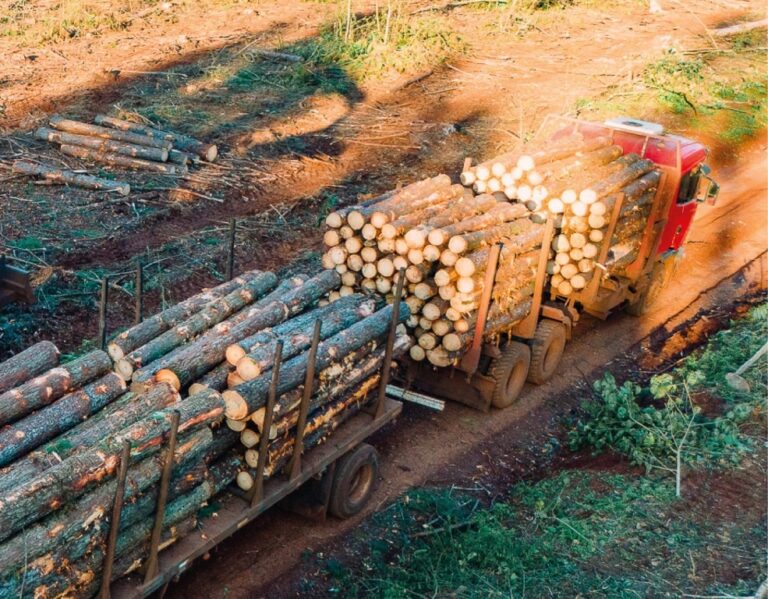 Argentina reclamó a la UE por calificación como país de riesgo «estándar» bajo normativa que considera «unilateral» sobre deforestación