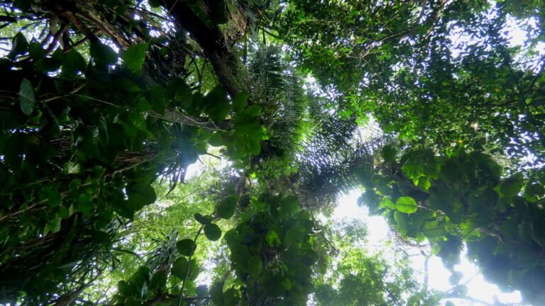 Paisajes forestales | Este verano, Misiones con sus parques provinciales se presenta como la opción preferida para conectarse con la naturaleza en la Argentina