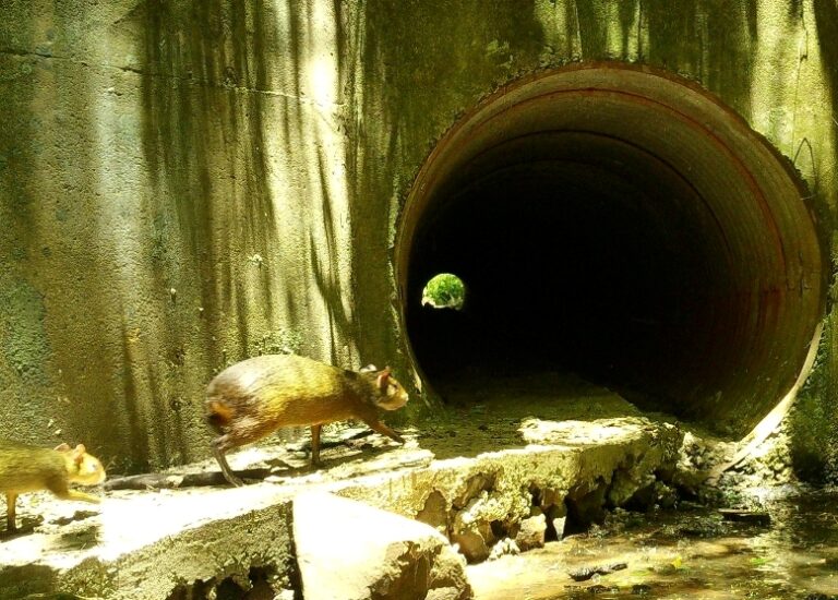 Parque Nacional Iguazú | Monitoreo de animales de la selva misionera confirma que usan las alcantarillas adaptadas para cruzar las rutas de forma segura
