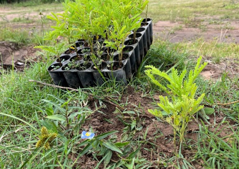 Día Mundial del Suelo: científicos del CONICET impulsan la revalorización del recurso vital para la producción, el equilibrio ambiental y en el bienestar humano