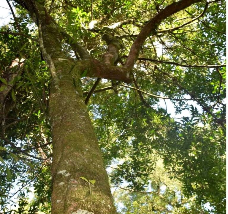 Conocé al árbol de Aguaí: una de las especies nativas maderables de la Selva Misionera