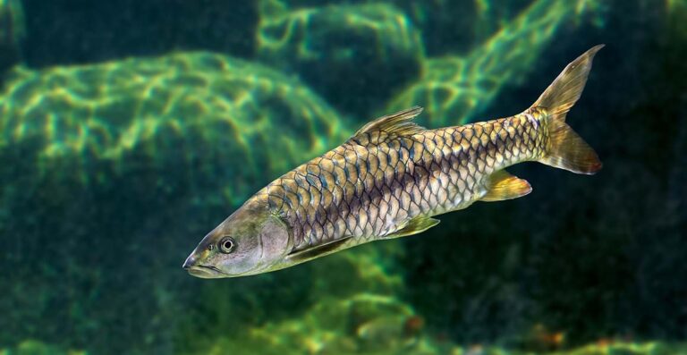 Una cuarta parte de todas las especies de agua dulce estarían en riesgo de extinción, indica estudio de la UICN