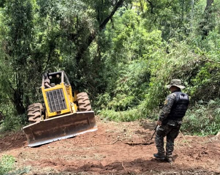 Misiones | Avanza la investigación por apeo ilegal de árboles nativos en áreas protegidas del Parque Provincial Piñalito