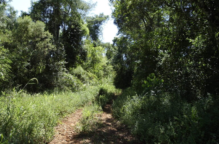 Misiones | Propietario denunció ante Ecología apeo ilegal en Yabotí tras detectar en su lote un desmonte con imágenes satelitales, lindante al Parque Provincial Esmeralda