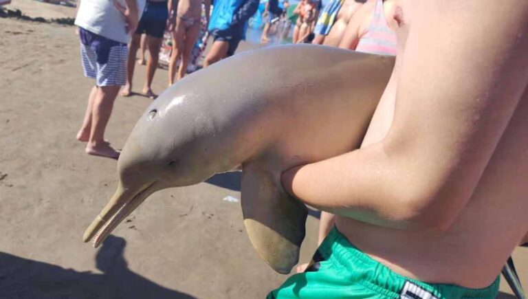 Indignación en la Costa Atlántica : muere un Delfín franciscana, uno de los más pequeños del mundo, tras ser manipulado por un turista fuera del agua