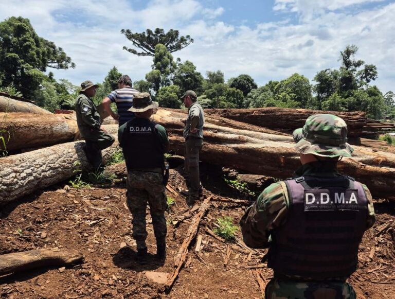 Misiones | Piden más fiscalización para enfrentar la tala ilegal y la informalidad en la industria maderera en San Pedro y San Vicente