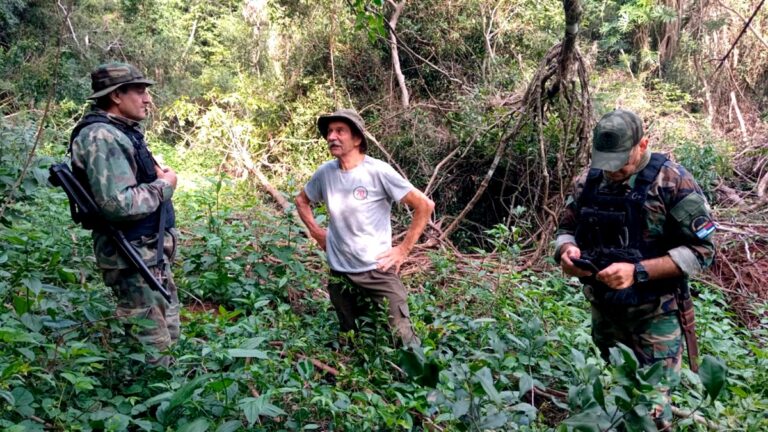 Misiones | Ecología inició una investigación y presentará una denuncia penal ante grave daño ambiental por el apeo ilegal en el parque provincial Piñalito en San Pedro