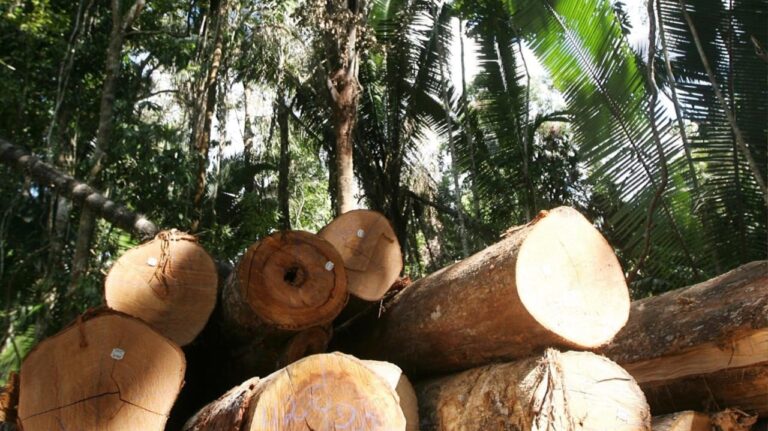 Mato Grosso es el segundo mayor productor de madera nativa de Brasil, y gestionan más de 5 millones de hectáreas bajo manejo sustentable