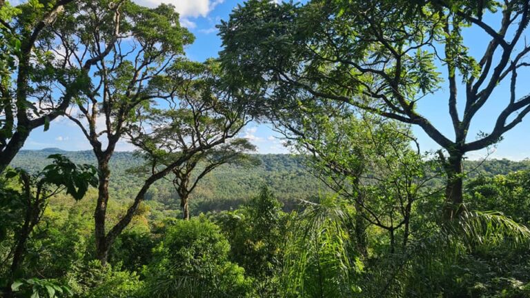 Fundación Vida Silvestre donó 247 hectáreas de bosques nativos para anexar al Parque Provincial Piñalito en Misiones