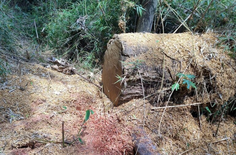 Misiones | Tras una denuncia, constataron un reciente apeo ilegal de 22 árboles nativos de uso maderable en el Parque Provincial Urugua-í 