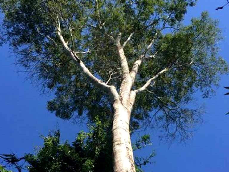 Conocé al árbol Anchico blanco: una de las especies nativas maderables de la Selva Misionera