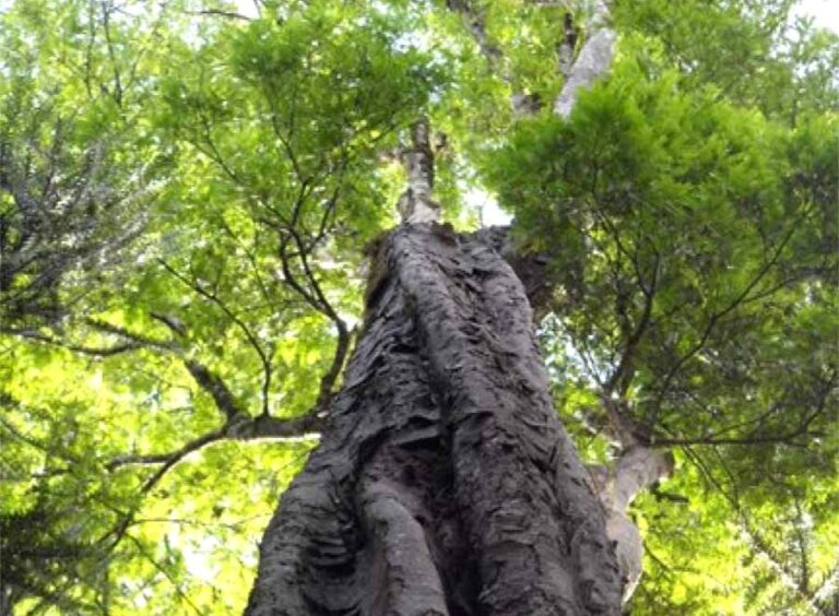 Conocé al árbol de Alecrín: una de las especies nativas maderables de la Selva Misionera