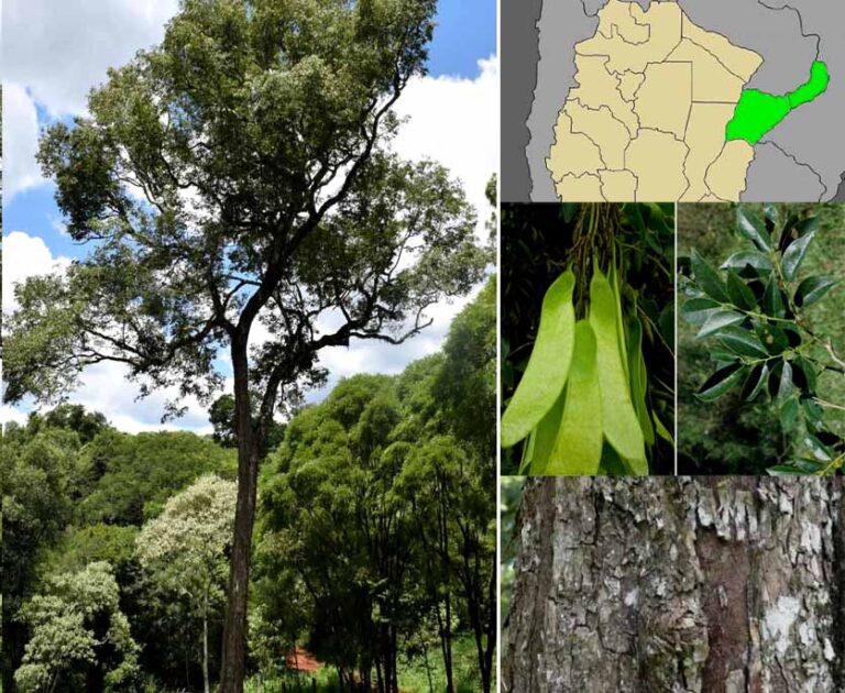 Conocé al árbol de Breyo: una de las especies nativas maderables de la Selva Misionera