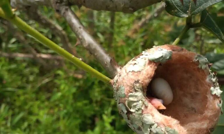 Brasil | CONABIO estableció los nuevos objetivos del país para conservar biodiversidad hasta 2030