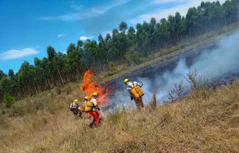 Consorcios de Manejo del Fuego: la estrategia de prevención y alerta temprana que permitió reducir el impacto de los incendios en plantaciones forestales de Corrientes