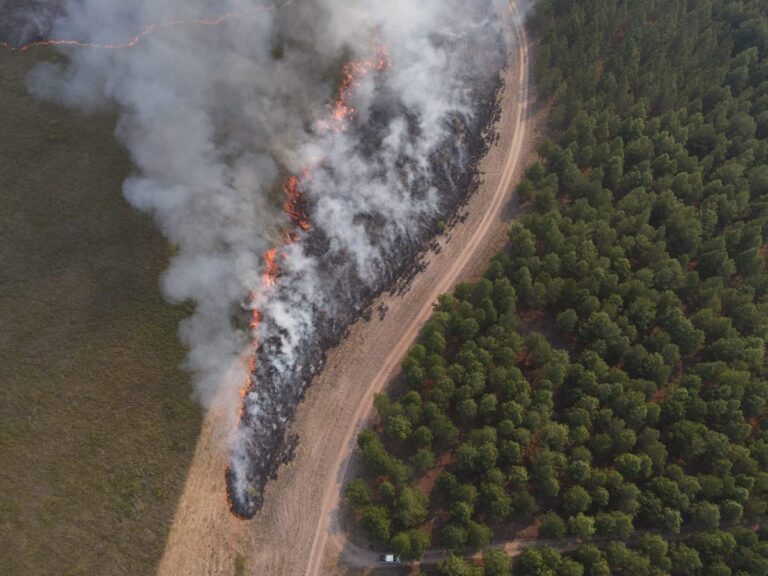 Corrientes | Más de 94 mil hectáreas quemadas por incendios en lo que va del año: pastizales y bosques nativos son los más afectados