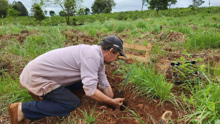Misiones | Familias productoras plantarán más de 36 mil árboles este año para la restauración de áreas de la selva misionera en San Pedro