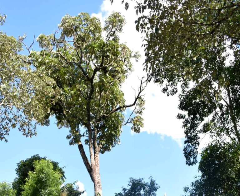 Conocé al árbol de Cacheta: una de las especies nativas maderables de la Selva Misionera