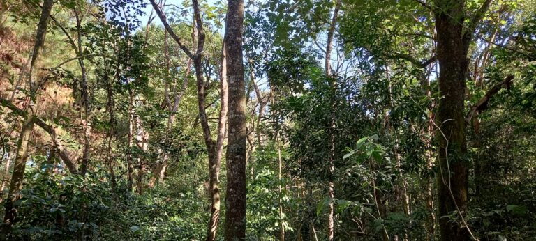 Restauración y biodiversidad local impulsan el desarrollo en la región trinacional del Bosque Atlántico