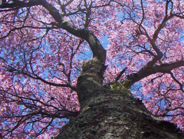 Conocé al árbol de Lapacho negro: una de las especies nativas maderables de la Selva Misionera