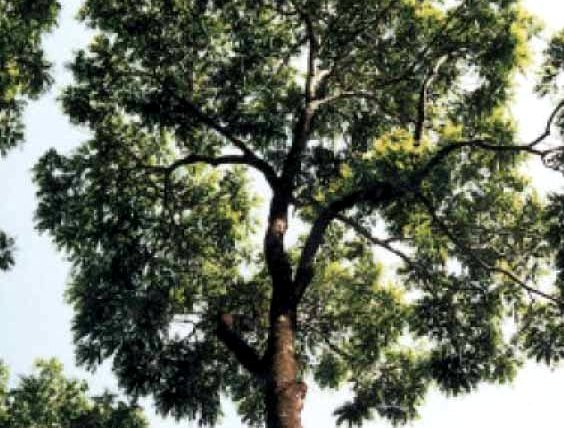 Conocé al árbol de Timbó de campo: una de las especies nativas maderables de la Selva Misionera