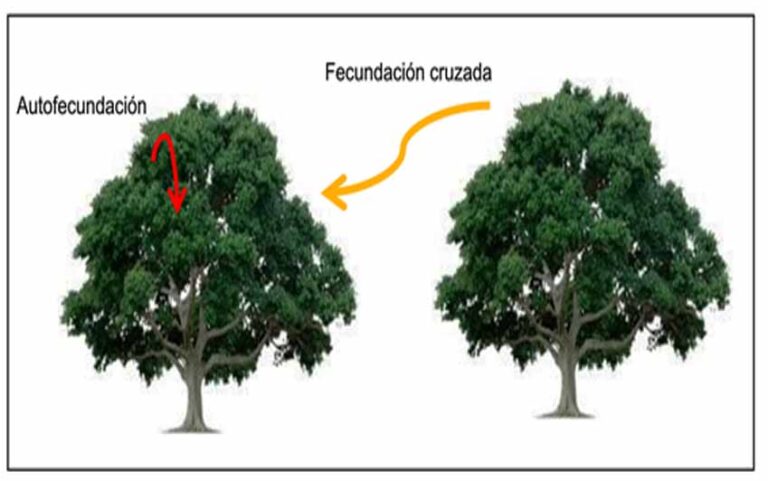 Los marcadores moleculares permiten saber cómo se comportan los árboles: sistema de fecundación, paternidad y dispersión de polen