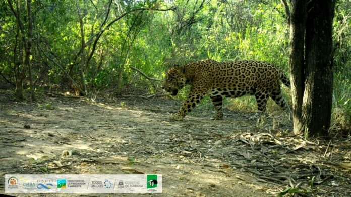 Formosa Proyecto Yaguarete