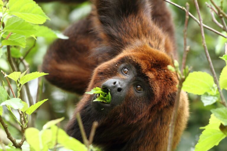 Misiones refuerza la conservación de primates con una alianza estratégica para la investigación
