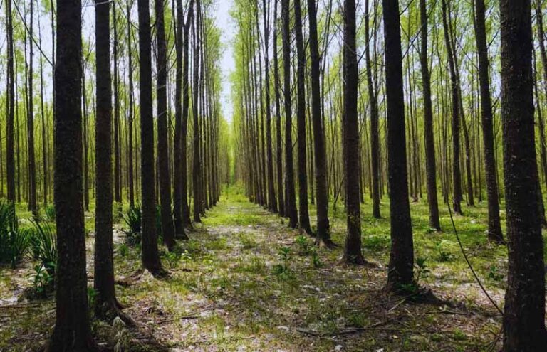 Innovación | Mejoramiento genético de sauces impulsa la producción forestal en el Delta del Paraná