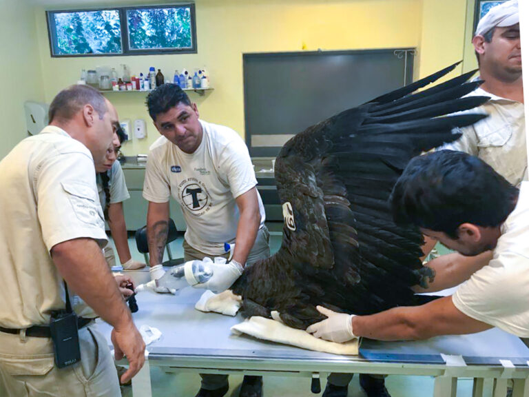 Fundación Temaikèn cumple 25 años de trabajo como organización referente de la conservación, investigación y educación ambiental en Argentina y países de la región
